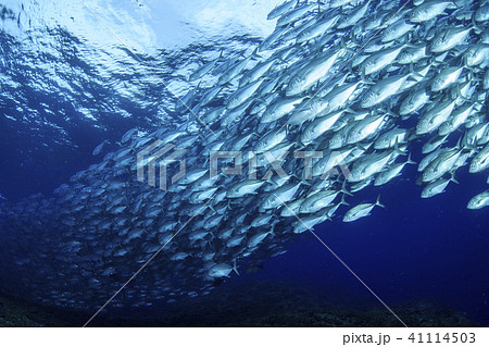粟国島にてギンガメアジの群れ 41114503