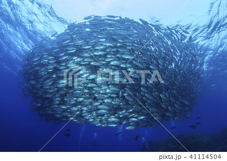 粟国島にてギンガメアジの群れ 41114504