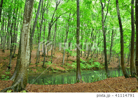 新潟県　十日町市の新緑の美人林 41114791