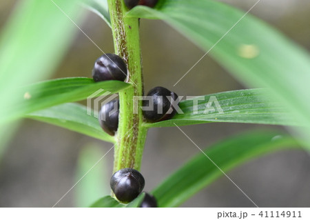 鬼百合のむかご 41114911