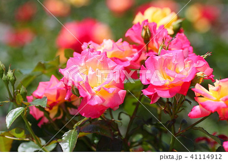 初夏のバラ　チャールストンの花 41114912