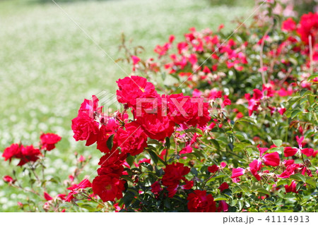 初夏のバラ マイナーフェアーの花 初夏のバラ マイナーフェアーの花 41114913