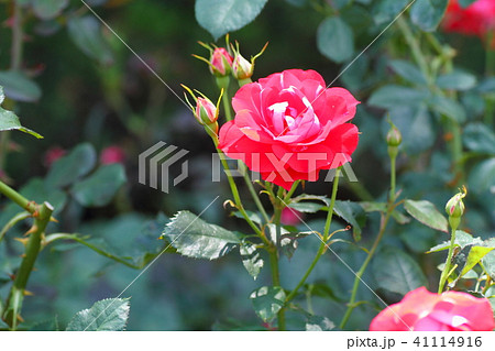 初夏のバラ　ピカソの花 41114916