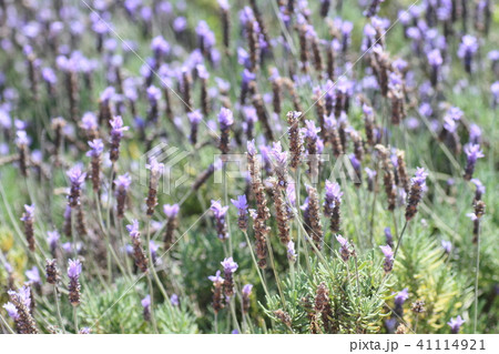 フレンチラベンダーの花 フレンチラベンダーの花 41114921