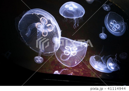 サンピアザ水族館の人気者 41114944