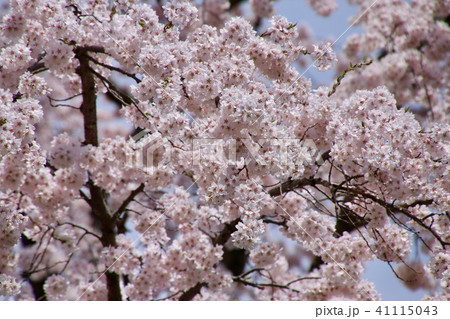 建福寺のしだれ桜（福島県・郡山市 41115043