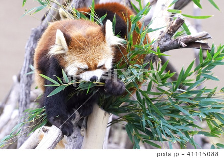 円山動物園のレッサーパンダ 円山動物園のレッサーパンダ 41115088