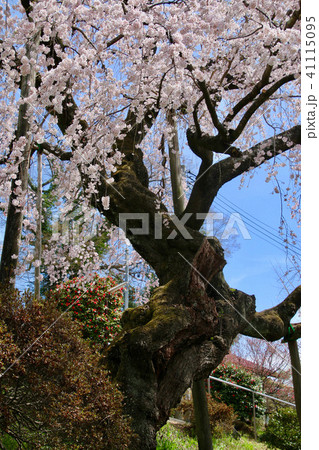 建福寺のしだれ桜（福島県・郡山市） 41115095