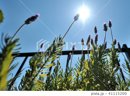 ラベンダー 41115200