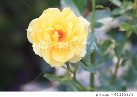 初夏のバラ 黄金の花の写真素材