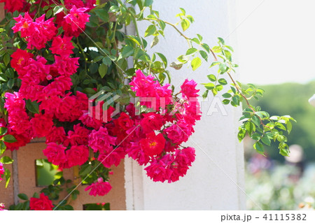 初夏のバラ エクセルサの花 初夏のバラ エクセルサの花 41115382
