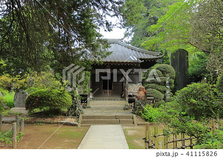 茂林寺 たぬき 館林 茂林寺 たぬき 館林 41115826