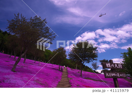 滝の上の芝桜公園 41115979