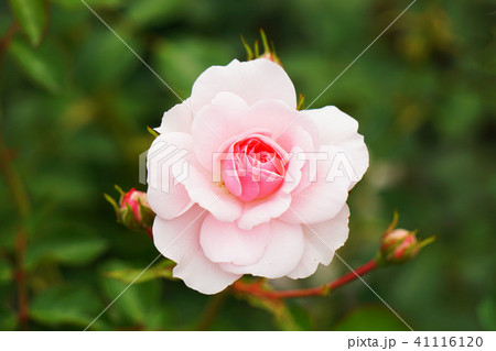 rose ボニカ'82 2 rose ボニカ'82 2 41116120