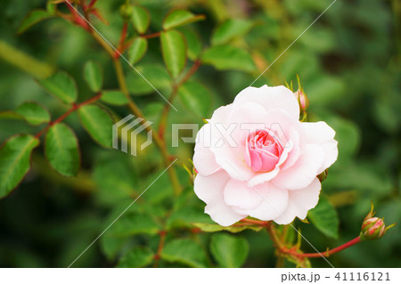 rose ボニカ'82 3 rose ボニカ'82 3 41116121