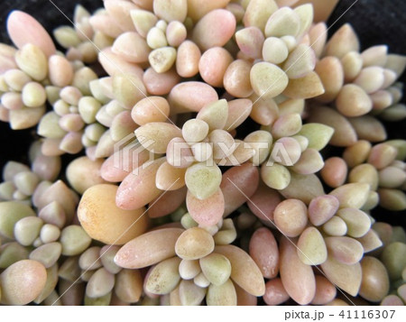 多肉植物　姫秋麗 41116307