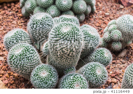 Mammillaria geminispina cactus. Mammillaria geminispina cactus. 41116449