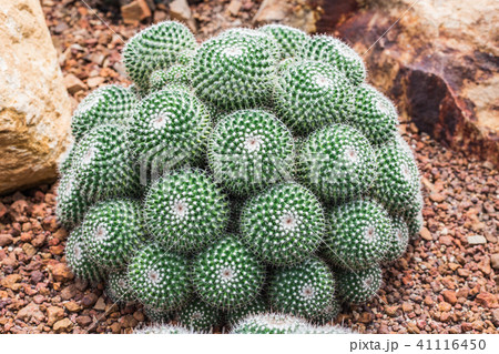 Mammillaria geminispina cactus. - Stock Photo [41116450] - PIXTA