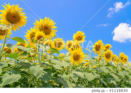 【山梨県】明野のひまわり 【山梨県】明野のひまわり 41116630
