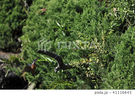 カワセミ 41116643