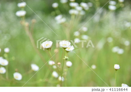 デージー（ヒナギク・雛菊）　「純潔」「美人」「平和」「希望」 41116644