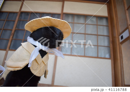 コスプレをしている黒猫の写真（農家）の写真素材 [41116788] - PIXTA