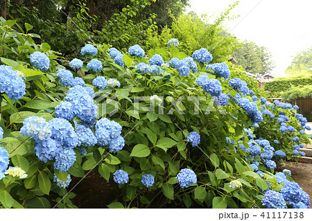 水戸八幡宮の紫陽花 41117138