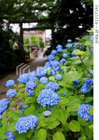 水戸八幡宮の紫陽花の写真素材