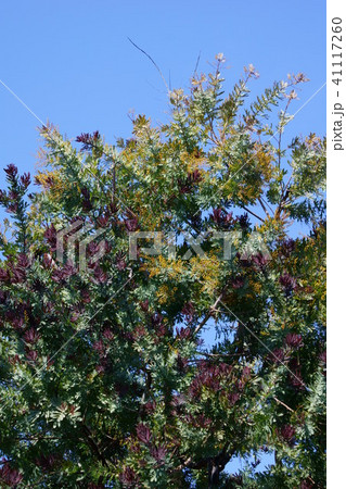 銀葉アカシア　別名ミモザ　花言葉は「真実の愛」 41117260