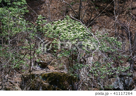 崖の上のアセビ 花言葉は いつもあなたと一緒 の写真素材