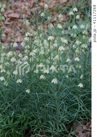 編笠百合 貝母(ばいも) 花言葉は「才能」 編笠百合 貝母(ばいも) 花言葉は「才能」 41117268