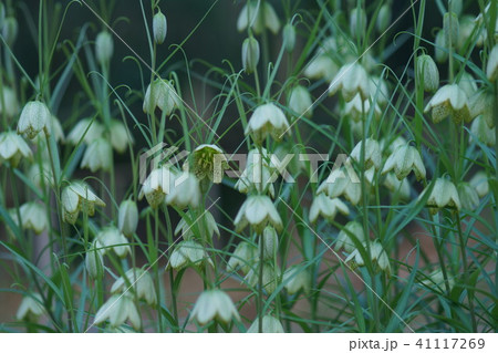 編笠百合　貝母（ばいも）　花言葉は「才能」 41117269