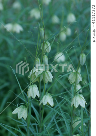 編笠百合 貝母(ばいも) 花言葉は「才能」 編笠百合 貝母(ばいも) 花言葉は「才能」 41117272