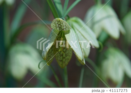 編笠百合 貝母(ばいも) 花言葉は「才能」 編笠百合 貝母(ばいも) 花言葉は「才能」 41117275