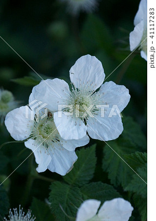 草苺 クサイチゴ 花言葉は 誘惑 の写真素材