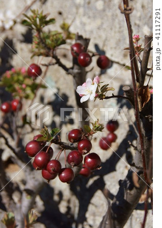 季節外れの姫林檎の花 花言葉は 誘惑 の写真素材