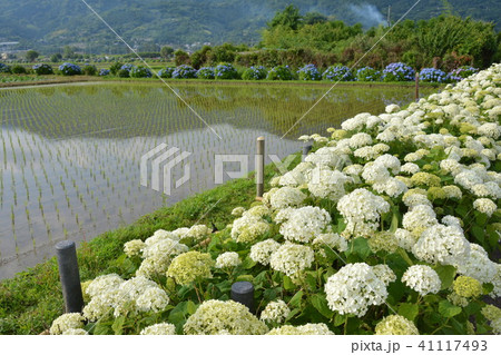 あじさいまつり 41117493