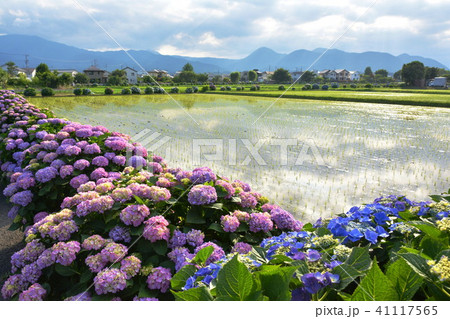 あじさいの里 41117565