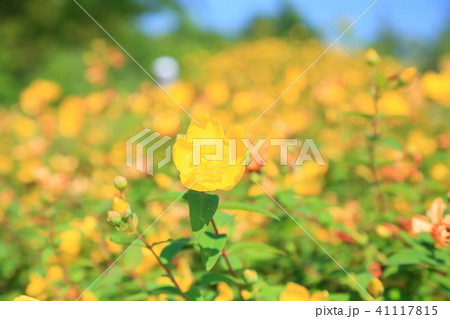 キンシバイの花 キンシバイの花 41117815