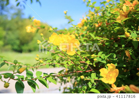 キンシバイの花 41117816