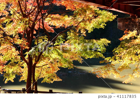 紅葉の亀山湖 41117835
