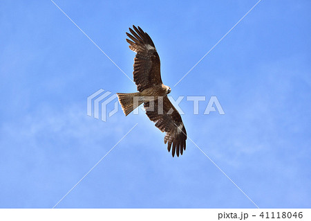 鎌倉・由比ガ浜を飛ぶトンビ 41118046
