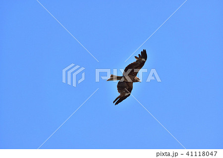 鎌倉・由比ガ浜を飛ぶトンビ 41118047