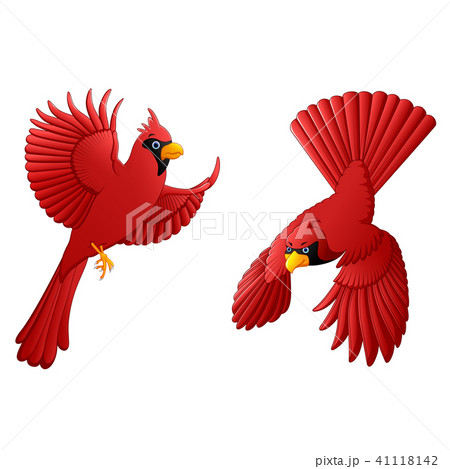 Cardinal cartoon set Cardinal cartoon set 41118142