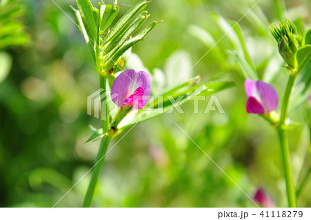 カラスノエンドウの花 41118279