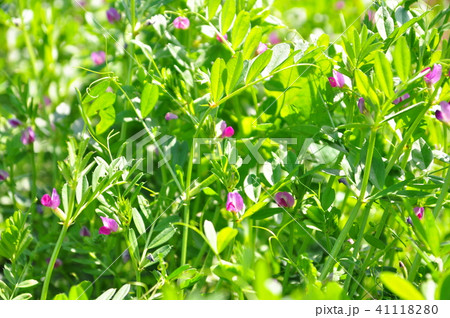 カラスノエンドウの花 41118280