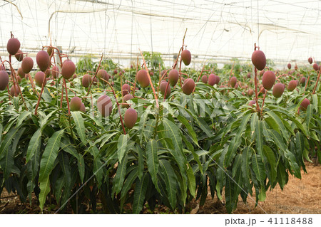 ビニルハウスでたわわに実ったマンゴー ビニルハウスでたわわに実ったマンゴー 41118488