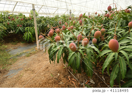 ビニルハウスでたわわに実ったマンゴーの写真素材