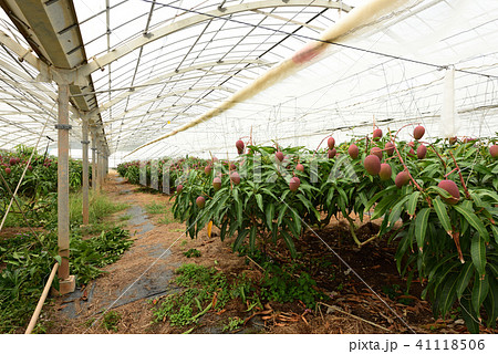 ビニルハウスでたわわに実ったマンゴー 41118506