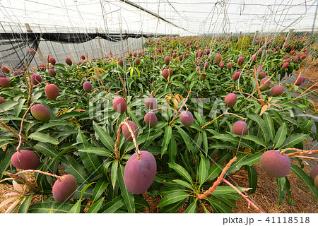 ビニルハウスでたわわに実ったマンゴー 41118518